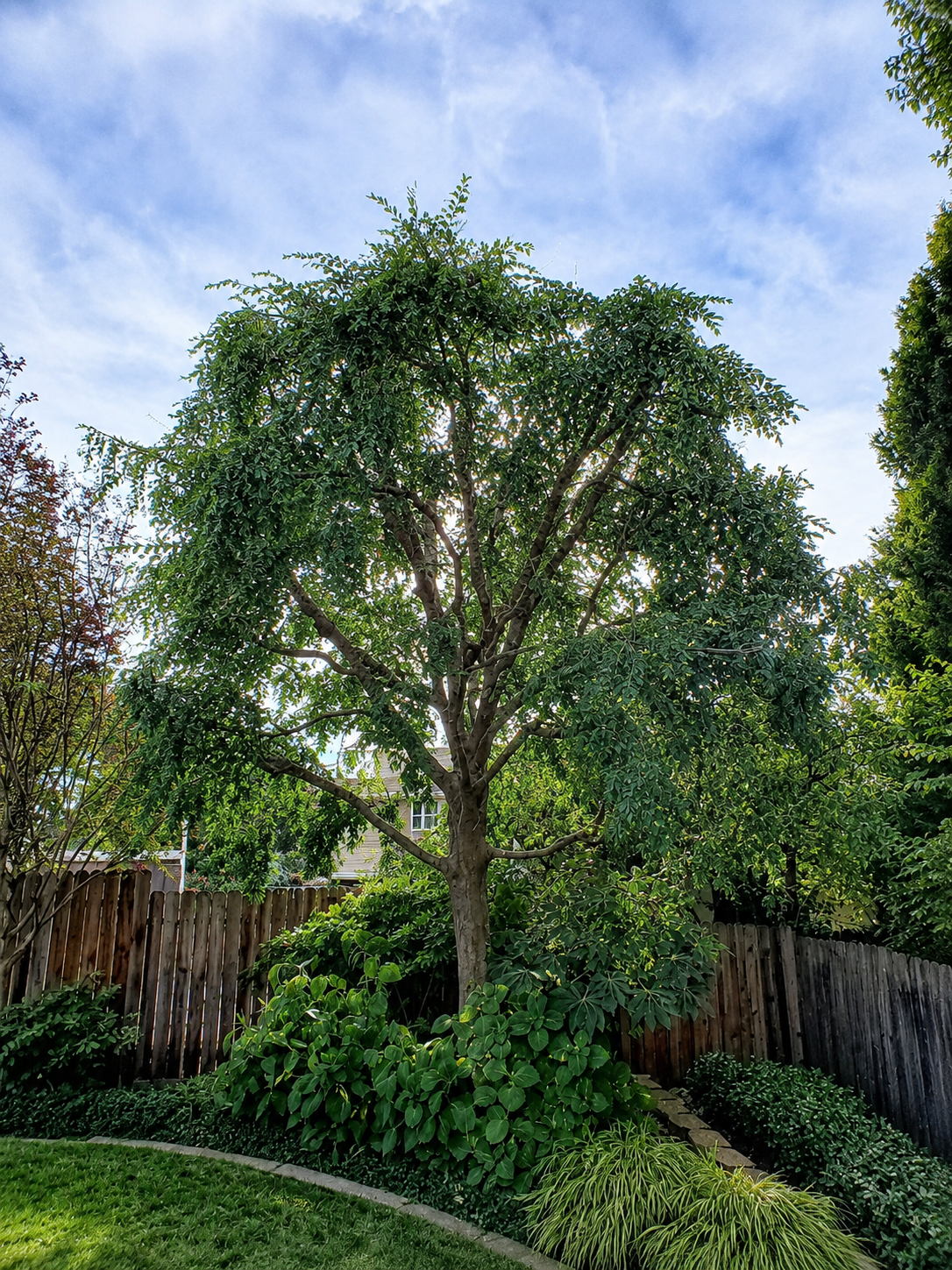 After selective pruning: the Chinese elm (Ulmus parvifolia) shows clearer branch structure, a defined lower canopy skirt and balanced natural form in West Redding.