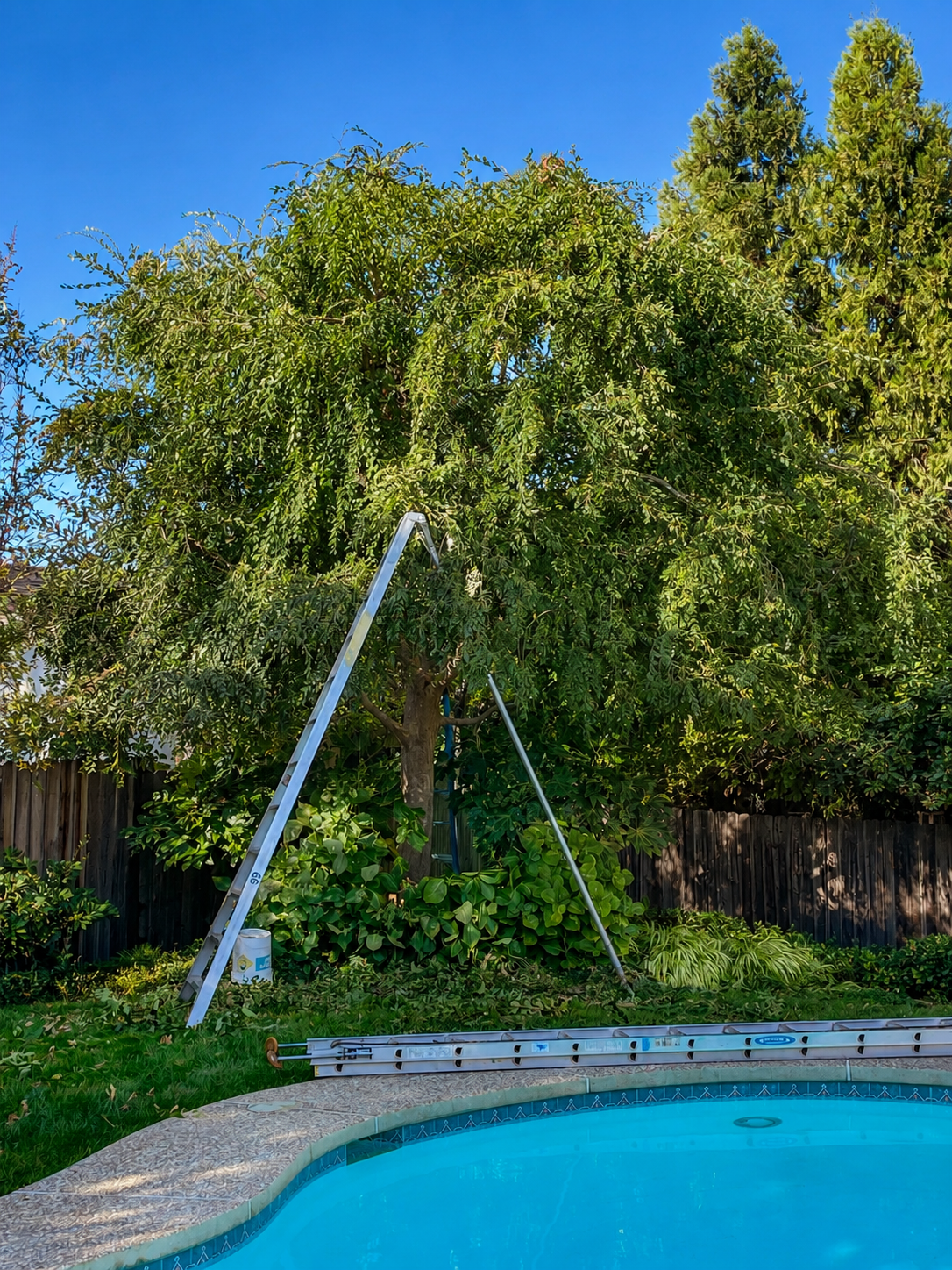 Before pruning: a residential Chinese elm (Ulmus parvifolia) with a dense, low canopy beside a swimming pool in West Redding, California.