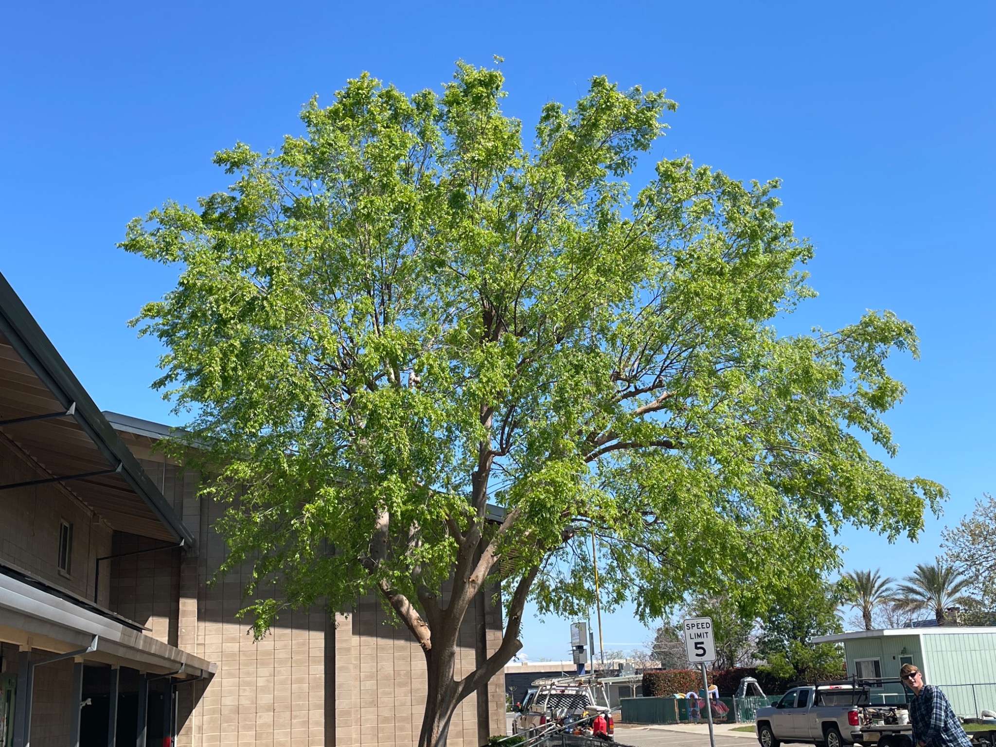 After crown reduction and thinning: Chinese elm with improved building clearance and a more open crown at Trinity Lutheran Church on Hilltop Drive in Redding.