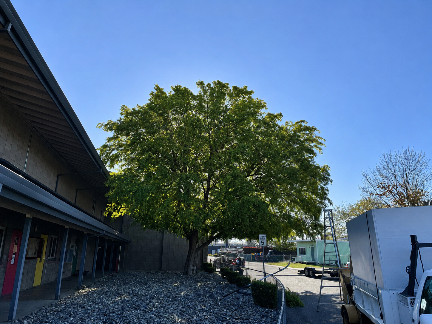 Before crown reduction and thinning: dense 40-foot Chinese elm canopy at Trinity Lutheran Church on Hilltop Drive in Redding, California.