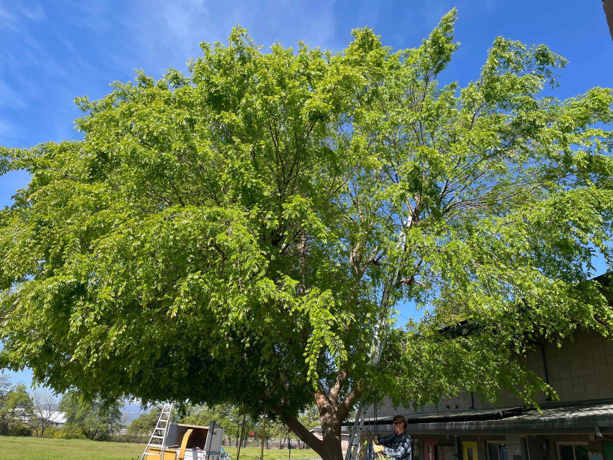 Crown reduction and thinning in progress on a Chinese elm at Trinity Lutheran Church in Redding, with one portion opened and the other retaining its original density.