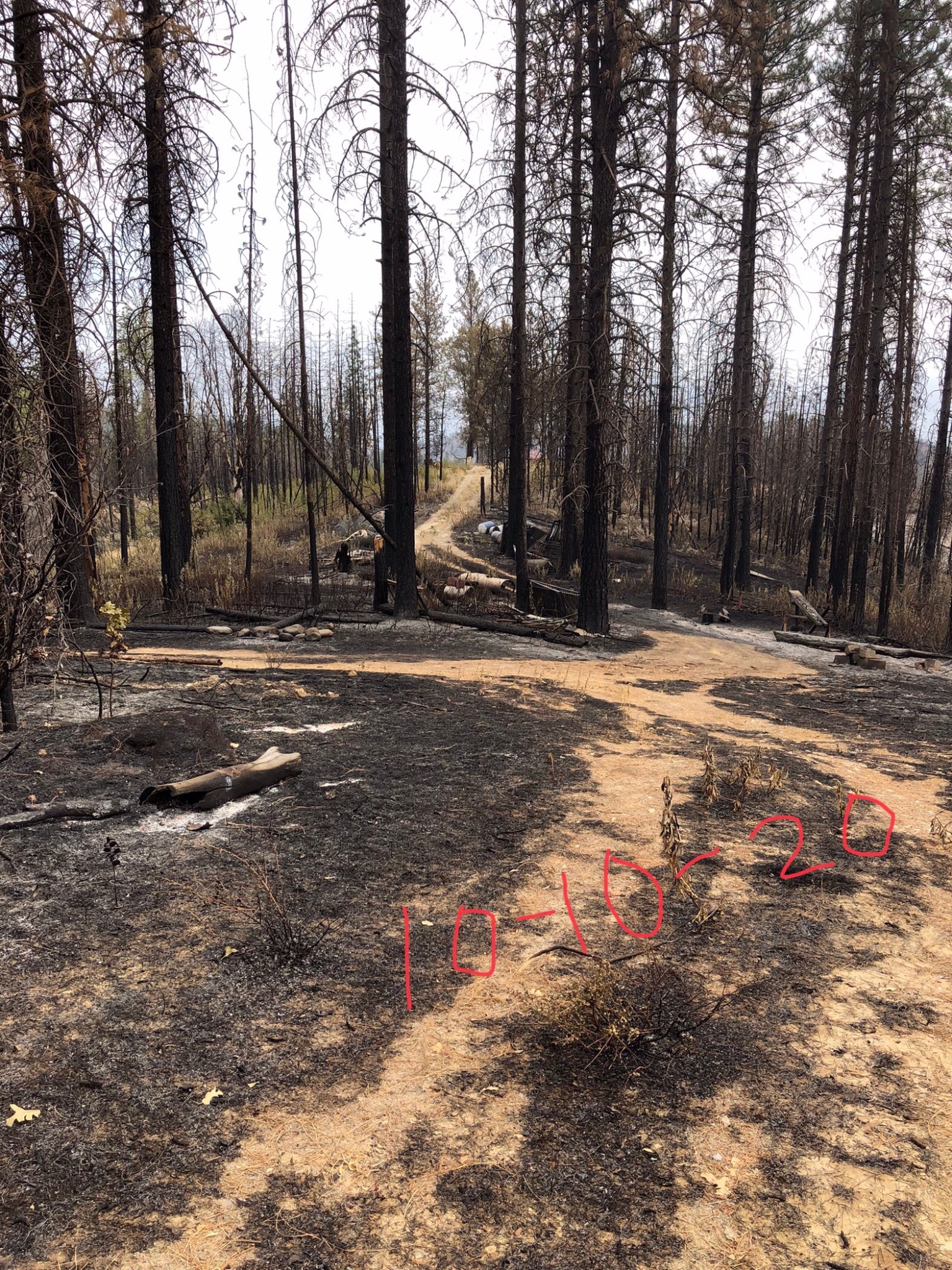 Before cleanup: standing fire-damaged trees and accumulated woody debris on the Igo property.