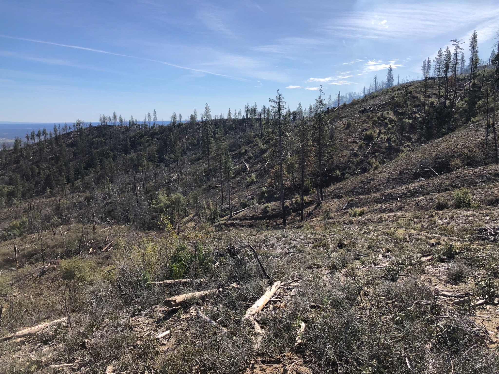Wide view of the Igo property after removal of fire-damaged trees and hazardous fuels.