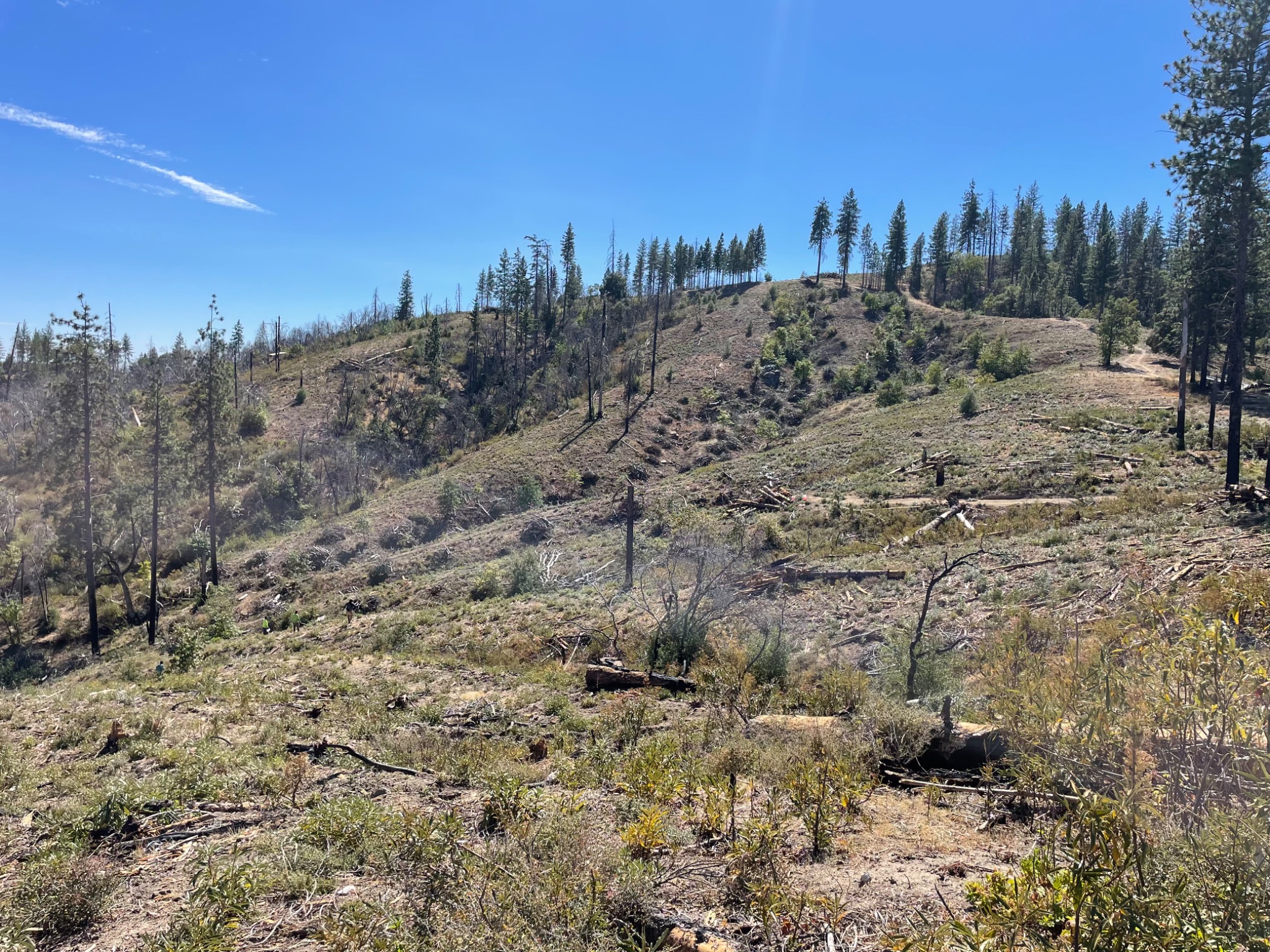Cleared ridge and retained trees after the CAL FIRE grant-funded cleanup in Igo, California.