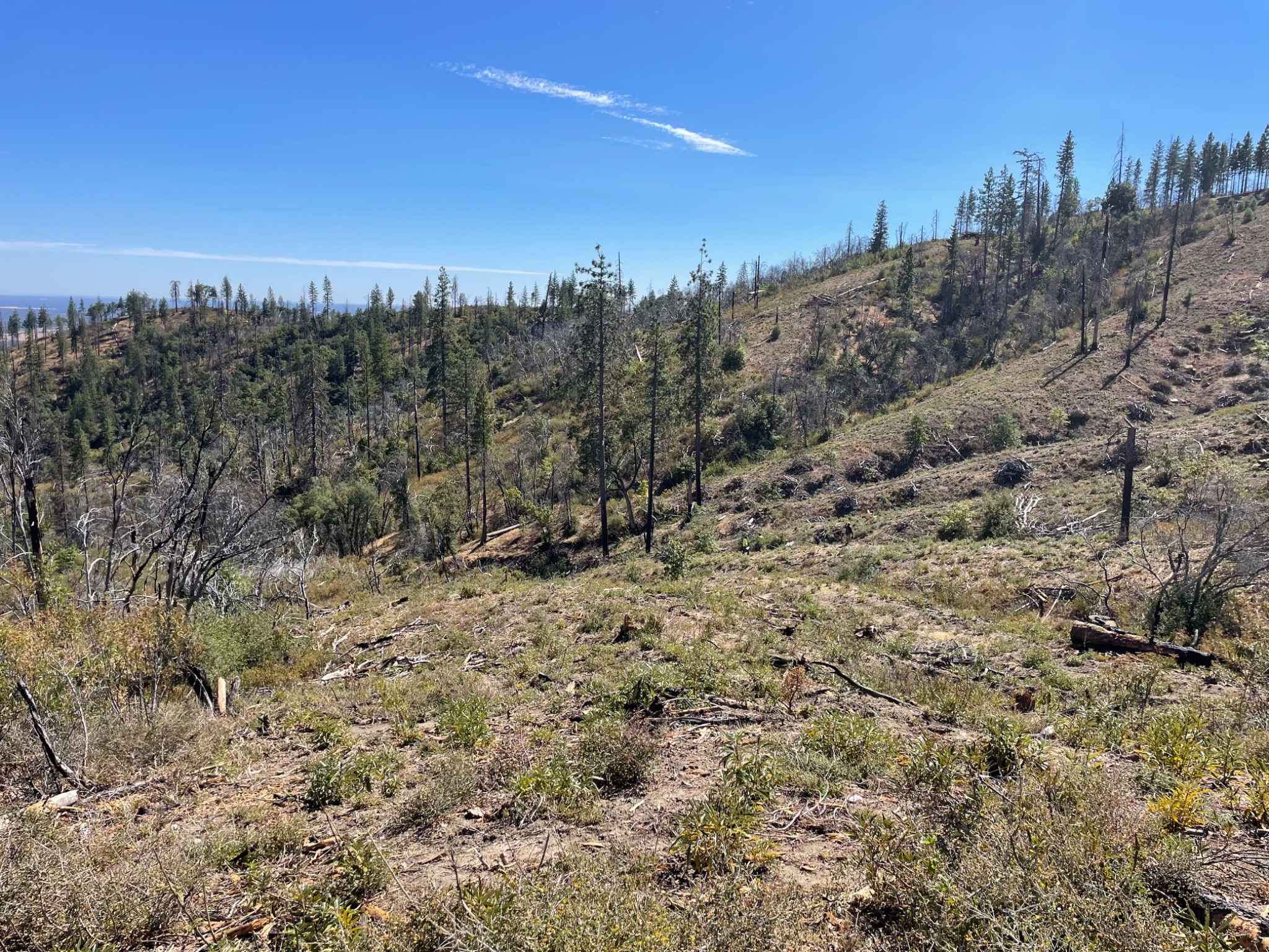 Final wide view across the Igo property after post-fire cleanup and hazardous-fuels reduction on 39 treated acres of the 52-acre site.
