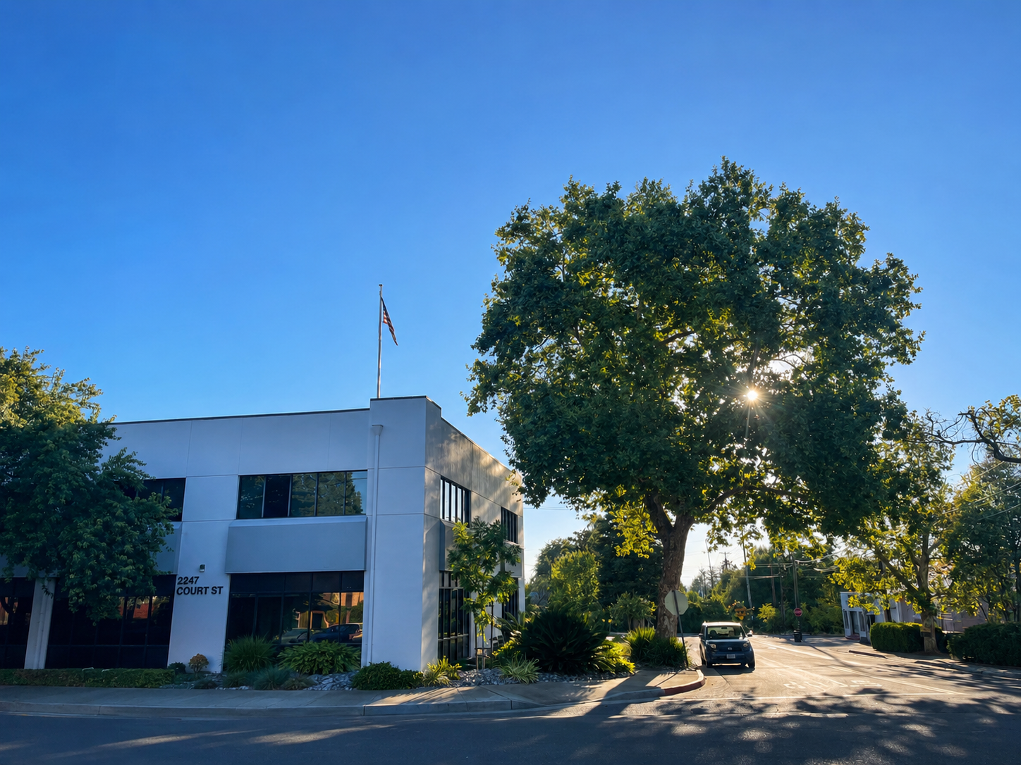 Mature sycamore evaluated for professional tree pruning beside a two-story commercial building in Redding, California