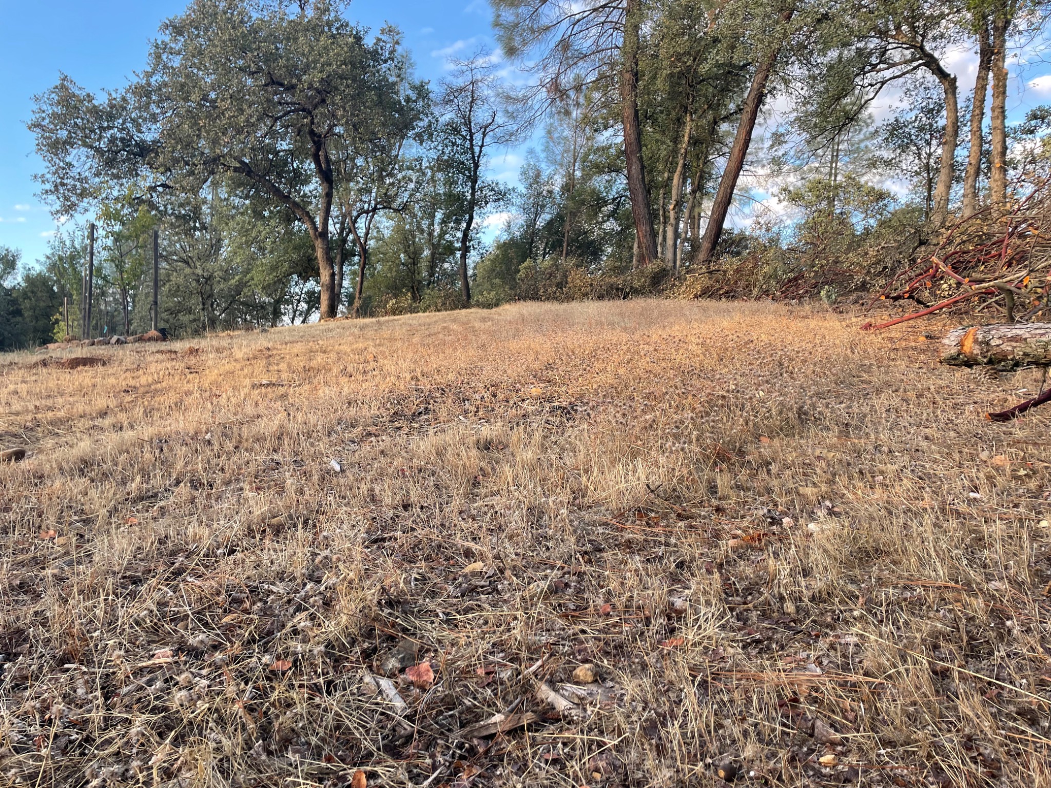 Wide view of selective defensible-space work across rolling terrain on Old Alturas Road in East Redding, with mature trees retained.