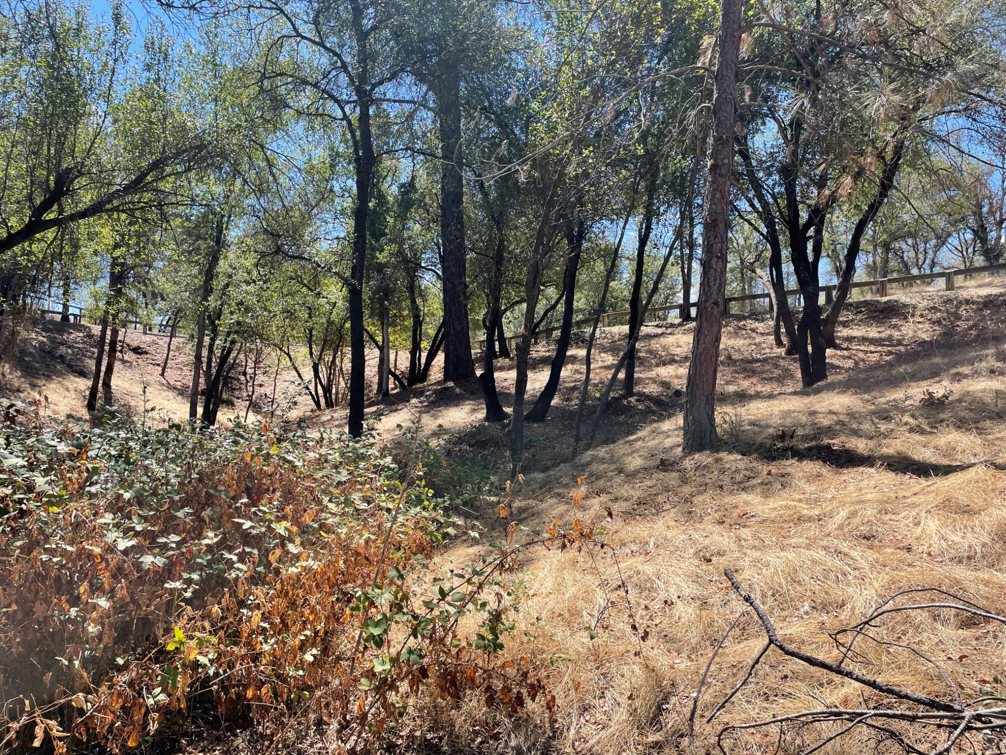 Retained oak and pine woodland after selective fuels reduction across sloping terrain on Old Alturas Road in East Redding.