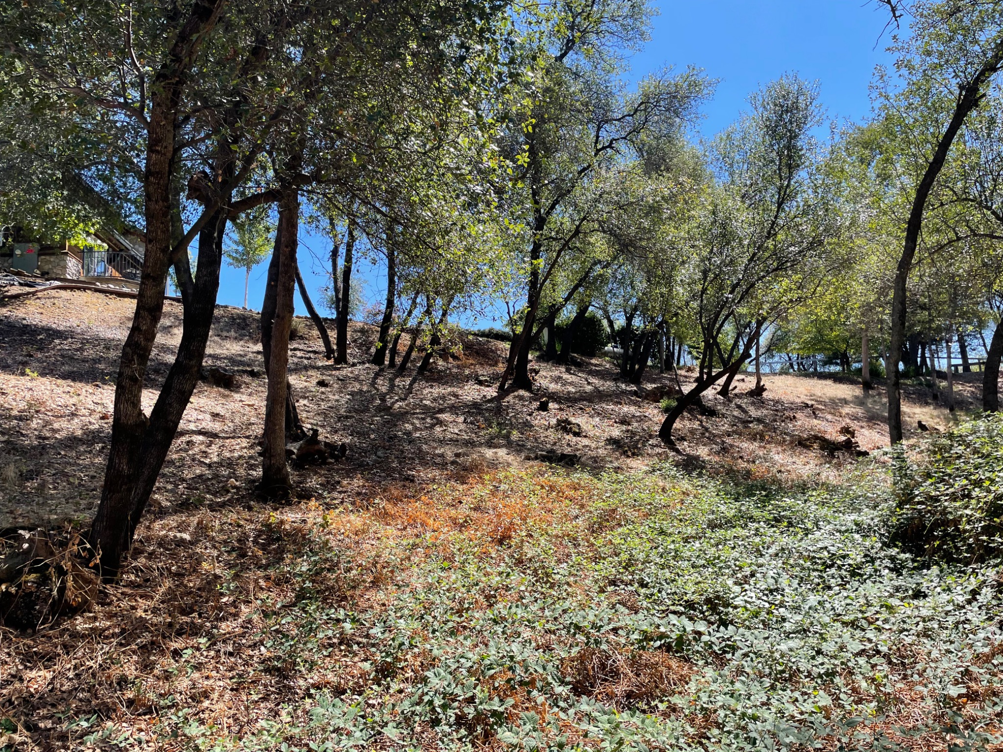 Treated hillside on Old Alturas Road in East Redding showing open spacing beneath retained mature trees and selected ground vegetation.