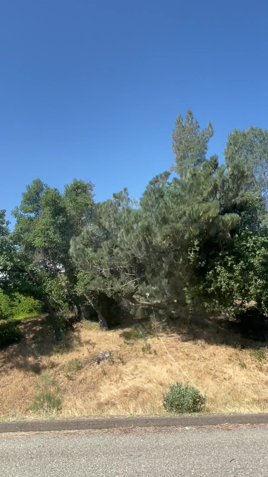 A 130-foot gray pine (Pinus sabiniana) moving into its designated landing zone after a 5:1 mechanical-advantage pull-line system overcame substantial back lean in Ranchland Acres, West Redding.