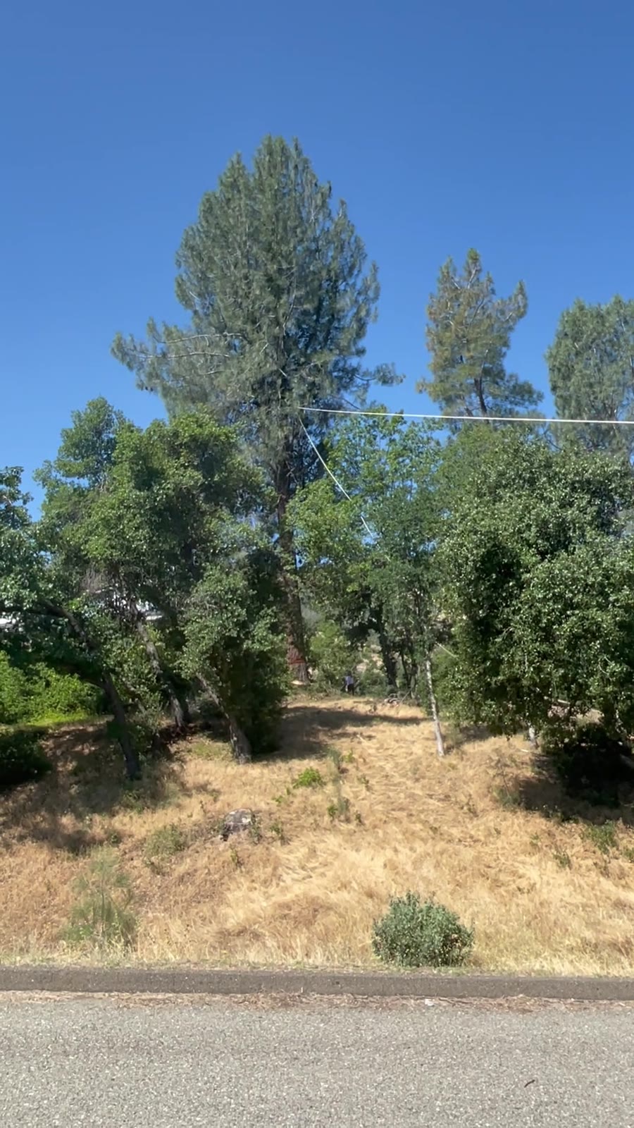 Pull-line-assisted directional felling of a 130-foot gray pine using a 5:1 mechanical-advantage system to overcome substantial back lean away from a Ranchland Acres residence.