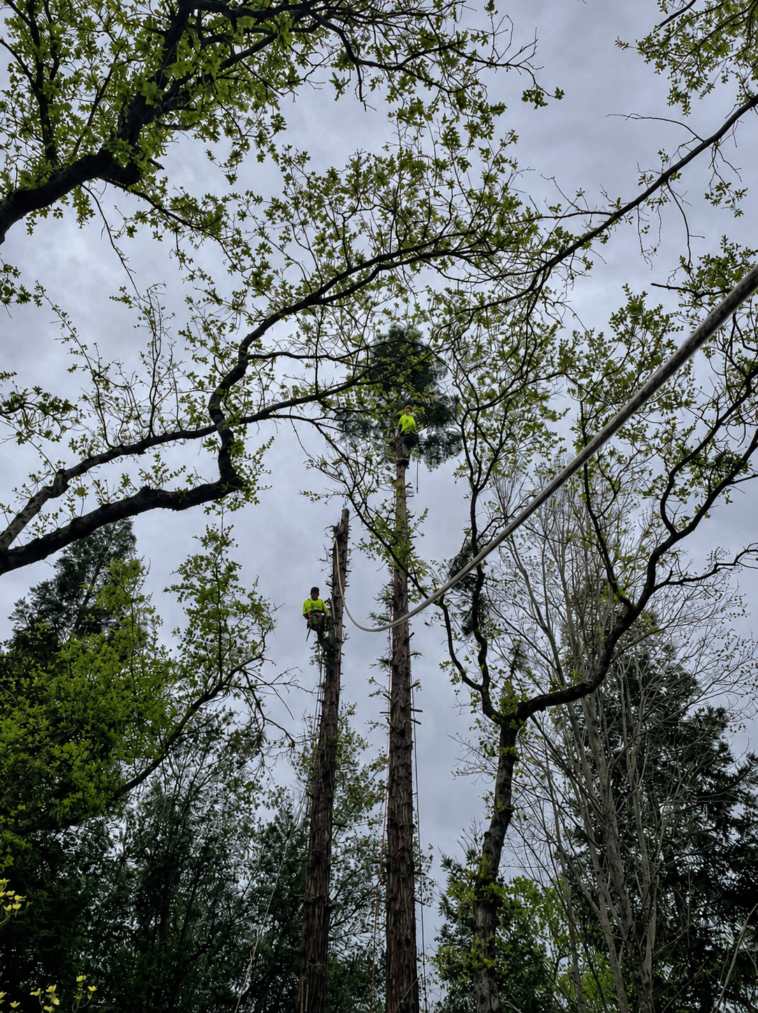 Two Shasta Tree Pro climbers dismantling mature Aptos Blue coast redwoods in a confined work area at Tierra Oaks in Redding, California.